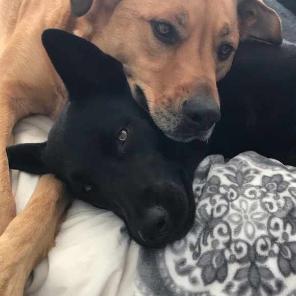 Closing closet! Make offers. Posh Ambassador! - Picture 3 of 5